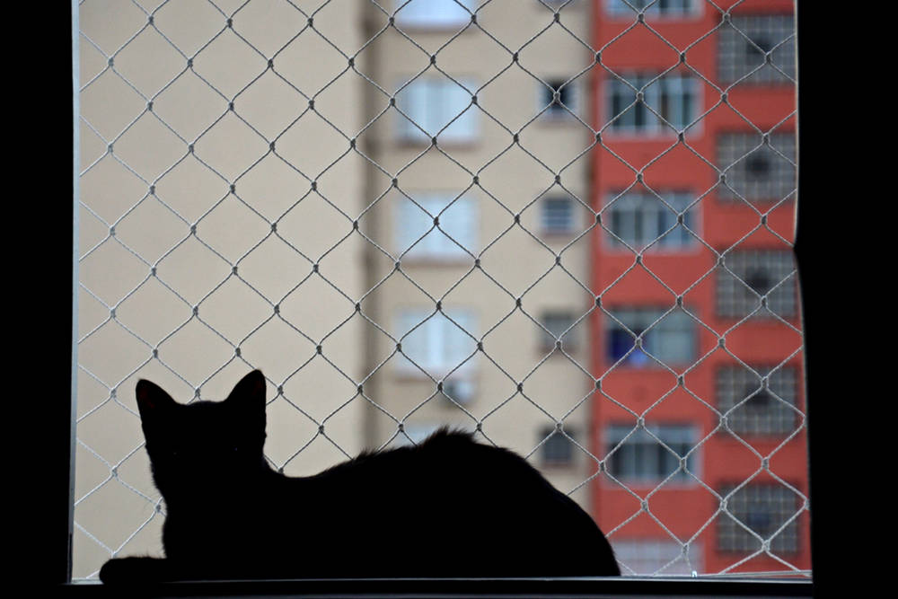 Wohnungsfenster mit Katzennetz bestückt